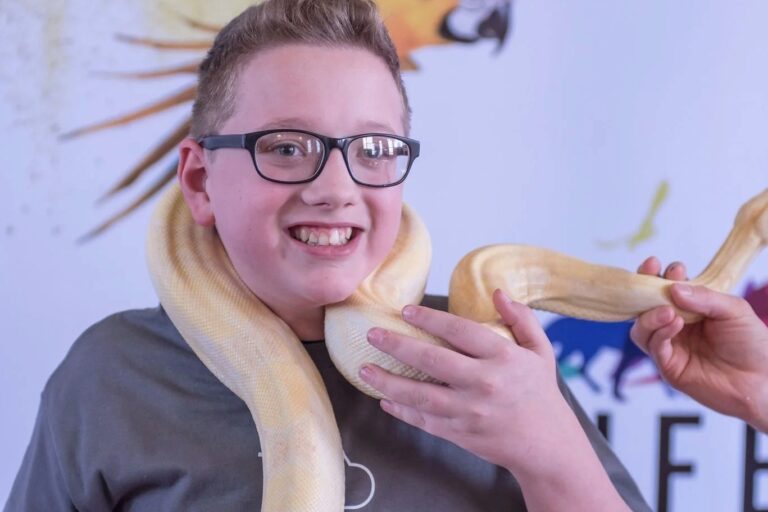 A kid wearing glasses is smiling and has a white snake draped over his neck and body.